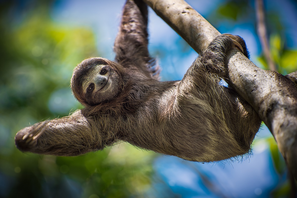 sloth_hanging_resized_1200x800